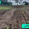 Periksa Direktur BUMDes Pulau busuk Jaya, Diduga Gagal Kelola Ketahanan Pangan