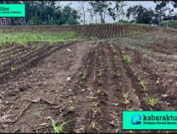 Periksa Direktur BUMDes Pulaubusuk Jaya, Diduga Gagal Kelola Ketahanan Pangan