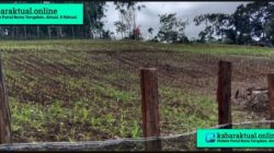 Solusi Inovatif : Optimalisasi Dana Desa untuk Ketahanan Pangan Jagung Pipil