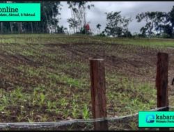 Solusi Inovatif : Optimalisasi Dana Desa untuk Ketahanan Pangan Jagung Pipil