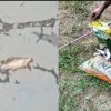 Heboh Ikan Mati Pekan Lalu Warga Masih Tunggu info DLH Inhu
