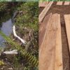 Ilegal Logging Hutan Lindung Tiga Kabupaten Diduga Dikuliti Oknum