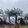 Lahan Perkebunan PT Nafasindo di Aceh Singkil Dihantam Kebakaran Besar
