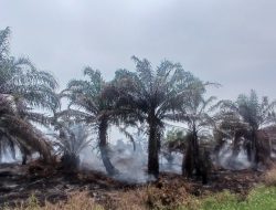 Lahan Perkebunan PT Nafasindo di Aceh Singkil Dihantam Kebakaran Besar
