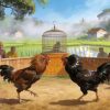 Warga Lapor Sabung Ayam Diduga Lindungi Oknum Polri di Inhu