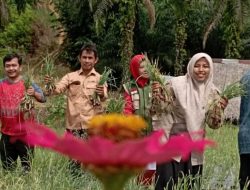 Bawang Merah Hasil Inovasi Dipanen Perdana Oleh Petani di Aceh Singkil