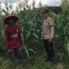 Polsek Singingi Pantau Tanaman Jagung Dukung Swasembada Pangan 2026