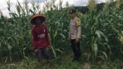 Polsek Singingi Pantau Tanaman Jagung Dukung Swasembada Pangan 2026