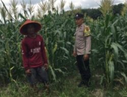 Polsek Singingi Pantau Tanaman Jagung Dukung Swasembada Pangan 2026