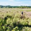 Lahan Sawah Ujung Limus Rusak, Warga Minta Penanganan Pemerintah