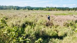 Lahan Sawah Ujung Limus Rusak, Warga Minta Penanganan Pemerintah