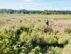 Lahan Sawah Ujung Limus Rusak, Warga Minta Penanganan Pemerintah