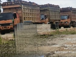 PT SAM Terima Hasil Hutan Yang Dilindungi Negara, Ada Apa ?