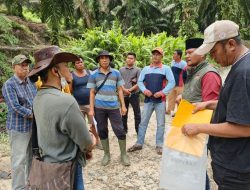 Memanas,! Diduga Langgar Kesepakatan, Warga Sweeping Kebun Luar HGU PT SML