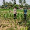 Polsek Cerenti Pantau Lahan Jagung BUMDes Dukung Swasembada Pangan