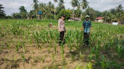 Polsek Cerenti Pantau Lahan Jagung BUMDes Dukung Swasembada Pangan