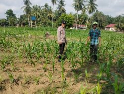 Polsek Cerenti Pantau Lahan Jagung BUMDes Dukung Swasembada Pangan