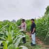 Polsek Cerenti Pantau Lahan Jagung Dukung Swasembada Pangan