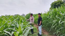 Polsek Cerenti Pantau Lahan Jagung Dukung Swasembada Pangan