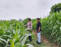 Polsek Cerenti Pantau Lahan Jagung Dukung Swasembada Pangan