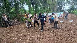 Desa Teratak Baru Tanam Jagung Perkuat Ketahanan Pangan Desa