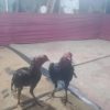 Judi Sabung Ayam Merajalela di Desa Pandan Wangi INHU