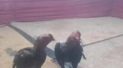 Judi Sabung Ayam Merajalela di Desa Pandan Wangi INHU