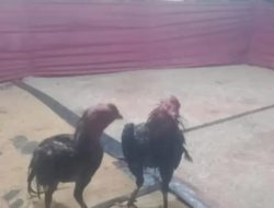 Judi Sabung Ayam Merajalela di Desa Pandan Wangi INHU