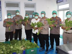 Manfaatkan Hidroponik, Polda Metro Jaya Panen 82 Kg Pakcoy Dukung Makan Bergizi Gratis