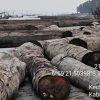 Kemenhut Telusuri Asal-Usul 697 Batang Kayu Log Hanyut di Perairan Sumenep, Akan Dikumpulkan Kembali
