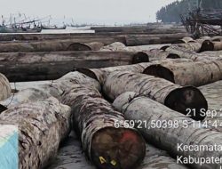 Kemenhut Telusuri Asal-Usul 697 Batang Kayu Log Hanyut di Perairan Sumenep, Akan Dikumpulkan Kembali